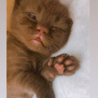 British Shorthair, Kedi  Pati fotoğrafı