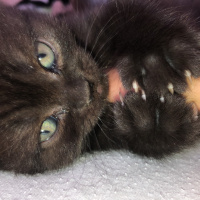British Shorthair, Kedi  Pati fotoğrafı