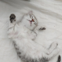 British Shorthair, Kedi  Minik yaramaz yavrular fotoğrafı