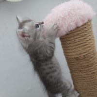 British Shorthair, Kedi  Minik yaramaz yavrular fotoğrafı