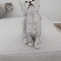 British Shorthair, Kedi  Minik yaramaz yavrular fotoğrafı