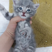 British Shorthair, Kedi  Karamel fotoğrafı