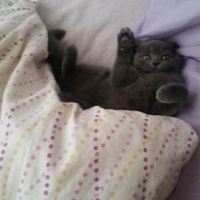 British Shorthair, Kedi  Mır fotoğrafı