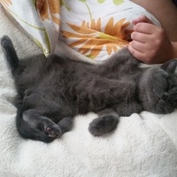 British Shorthair, Kedi  Mır fotoğrafı