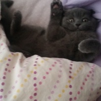 British Shorthair, Kedi  Mır fotoğrafı