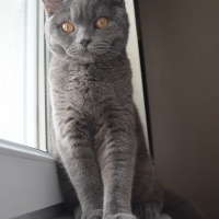 British Shorthair, Kedi  Mır fotoğrafı