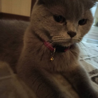 Scottish Fold, Kedi  bihter fotoğrafı