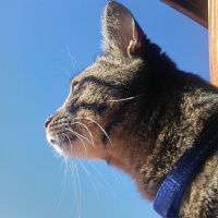 Tekir Kedi, Kedi  PİSİ fotoğrafı