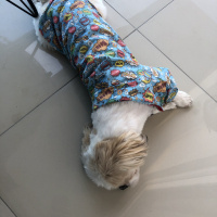 Shih Tzu, Köpek  Aşk fotoğrafı