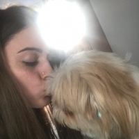 Shih Tzu, Köpek  Aşk fotoğrafı