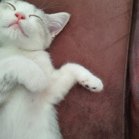 British Shorthair, Kedi  Çiko fotoğrafı