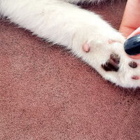 British Shorthair, Kedi  Çiko fotoğrafı