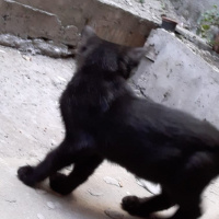 Tekir Kedi, Kedi  Zeytin fotoğrafı
