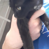 Tekir Kedi, Kedi  Zeytin fotoğrafı