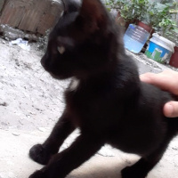 Tekir Kedi, Kedi  Zeytin fotoğrafı