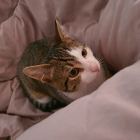 Tekir Kedi, Kedi  iskendre fotoğrafı