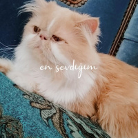 İran Kedisi (Persian), Kedi  Bal fotoğrafı