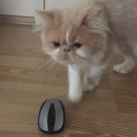 İran Kedisi (Persian), Kedi  Bal fotoğrafı