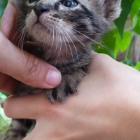 Tekir Kedi, Kedi  ismi yok fotoğrafı