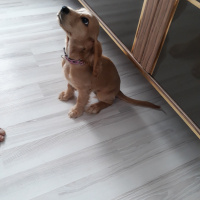 Amerikan Cocker Spaniel, Köpek  Kuki fotoğrafı