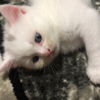 British Shorthair, Kedi  Şila fotoğrafı