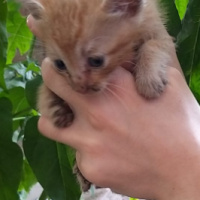 Sarman, Kedi  ismi yok fotoğrafı