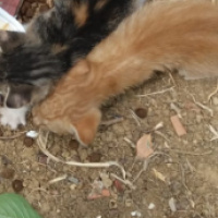 Sarman, Kedi  ismi yok fotoğrafı
