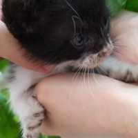 Tekir Kedi, Kedi  smokin kedi fotoğrafı