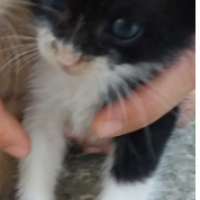 Tekir Kedi, Kedi  smokin kedi fotoğrafı