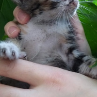 Tekir Kedi, Kedi  ismi yok fotoğrafı