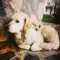 Sibirya Kurdu (Husky), Köpek  Mayra fotoğrafı