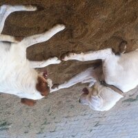 Sibirya Kurdu (Husky), Köpek  Mayra fotoğrafı