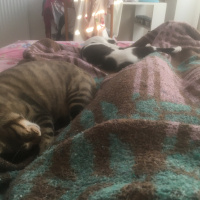 Tekir Kedi, Kedi  Paşa fotoğrafı