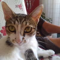 Tekir Kedi, Kedi  Duman fotoğrafı