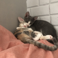 Tuxedo (Smokin) Kedi, Kedi  Niyazi fotoğrafı