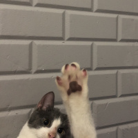 Tuxedo (Smokin) Kedi, Kedi  Niyazi fotoğrafı