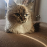 İran Kedisi (Persian), Kedi  Betty fotoğrafı