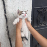 Tekir Kedi, Kedi  Badem fotoğrafı