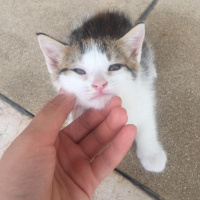 Tekir Kedi, Kedi  Badem fotoğrafı