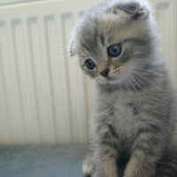 Scottish Fold, Kedi  Pamir fotoğrafı