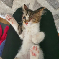 Tekir Kedi, Kedi  Dori fotoğrafı