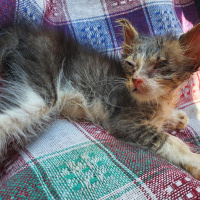 Tekir Kedi, Kedi  Dori fotoğrafı