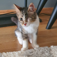 Tekir Kedi, Kedi  Dori fotoğrafı