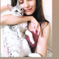 Tekir Kedi, Kedi  Mecnun fotoğrafı