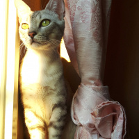Tekir Kedi, Kedi  Mecnun fotoğrafı