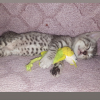 Tekir Kedi, Kedi  Mecnun fotoğrafı