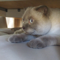 Scottish Fold, Kedi  Salep fotoğrafı