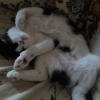 British Shorthair, Kedi  Masha fotoğrafı