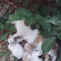 British Shorthair, Kedi  Masha fotoğrafı