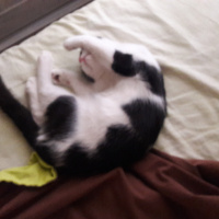 British Shorthair, Kedi  Masha fotoğrafı